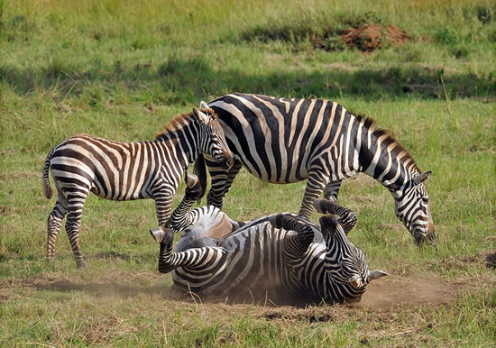 Lake Mburo National Park