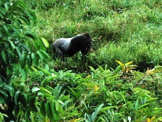 Bwindi Forest Uganda